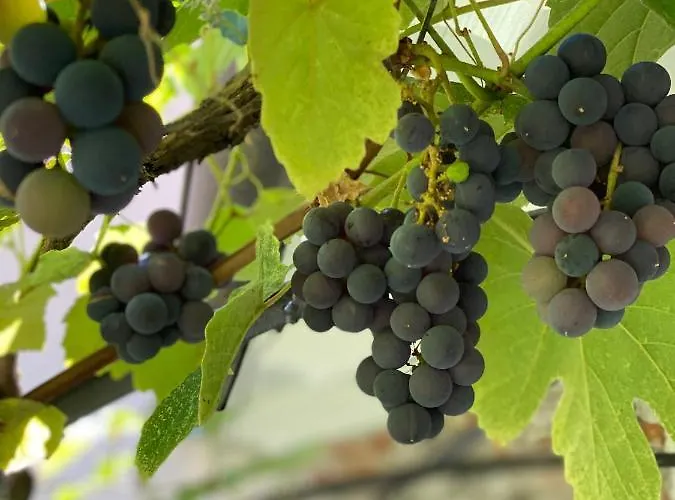 Garden * 斯特雷萨